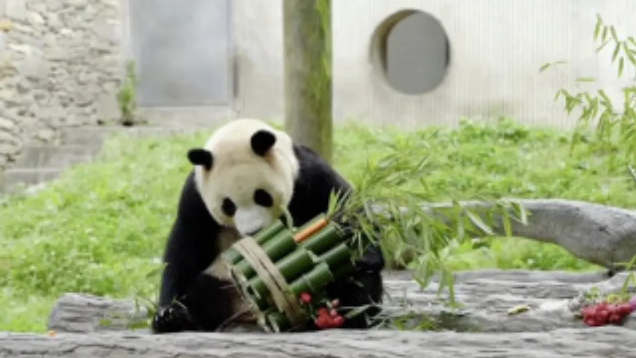 Panda Raksasa Bernama Fu Bao Kembali Menyapa Publik China